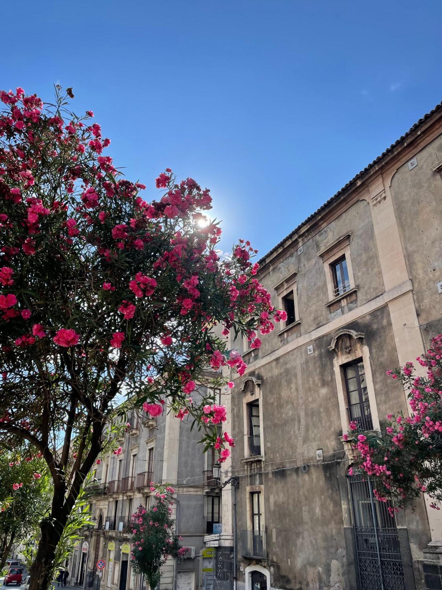 Opera Boutique Bed & Breakfast Katanya Dış mekan fotoğraf
